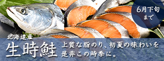 北海道産 生時鮭 上質な脂のり、初夏の味わいを是非この時季に。